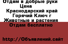 Отдам в добрые руки. › Цена ­ 500 - Краснодарский край, Горячий Ключ г. Животные и растения » Отдам бесплатно   